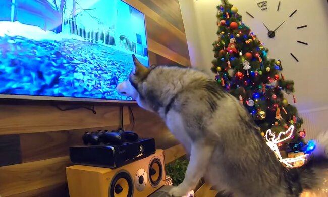 Haustiere wissen, wie man sich entspannt