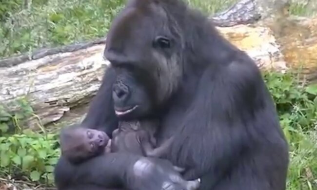 Vollständiges Verständnis von glücklichen Müttern. Quelle: Screenshot YouTube