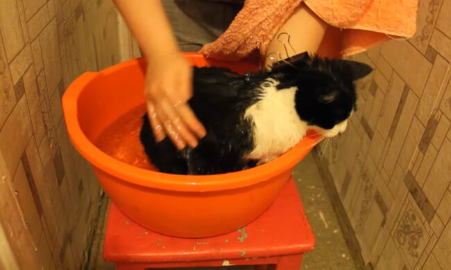 Katze. Quelle: Youtube Screenshot
