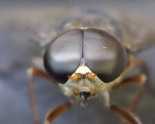 Köcherfliegenfalle. Quelle: Screenshot YouTube