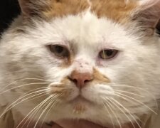 Kater. Quelle: Screenshot YouTube
