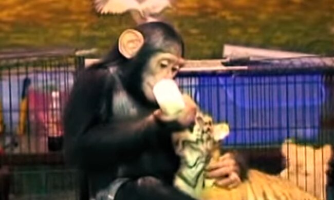 Schimpanse Dodo füttert ein Tigerbaby. Quelle: Screenshot Youtube