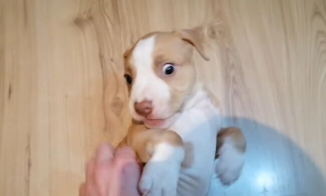 Pitbull Welpe. Quelle: Youtube Screenshot