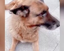Der alte Diensthund "weinte", als er seinen Meister traf: sie hatten sich 1,5 Jahre lang nicht gesehen