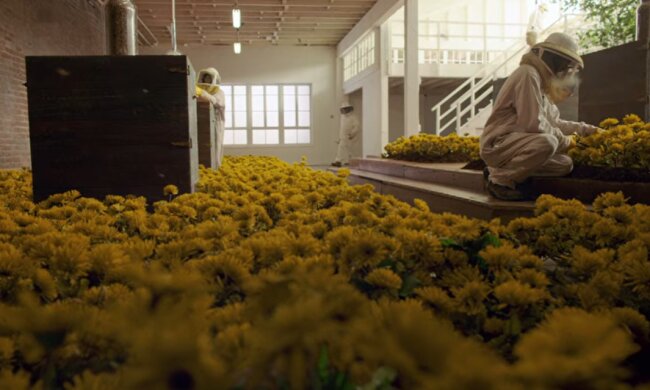 Imker im Blümen. Quelle: Screenshot YouTube