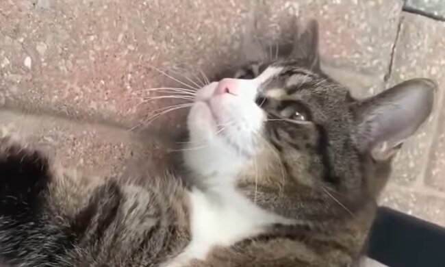 Kater Granpruno. Quelle: Screenshot Youtube