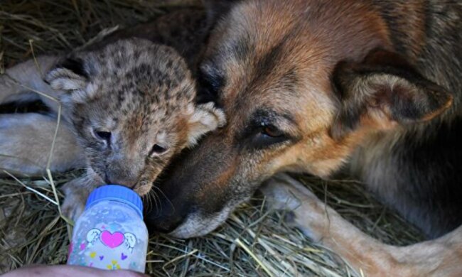 Ein Schäferhund ersetzte Mutter für die verlassenen Löwenbabys