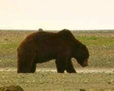 Während man sich in der Natur ausruhte, hörte man ein starkes Brüllen: ein Bär kam aus dem Wald und bat um Hilfe