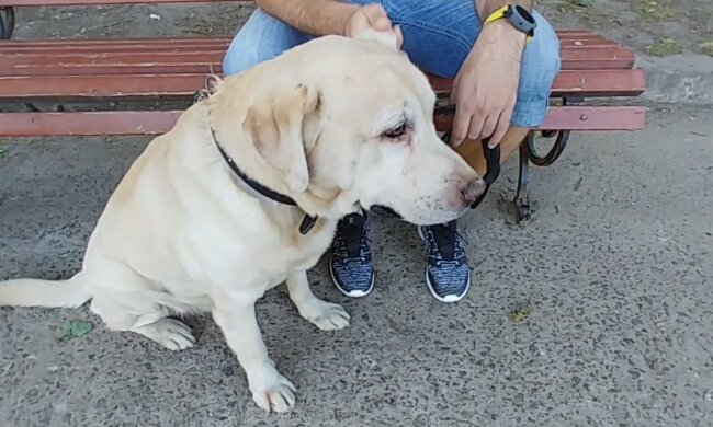 Besitzer mit dem Hund. Quelle: Youtube Screenshot