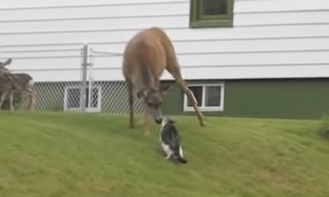Hirsch und Katze. Quelle: Screenshot Youtube