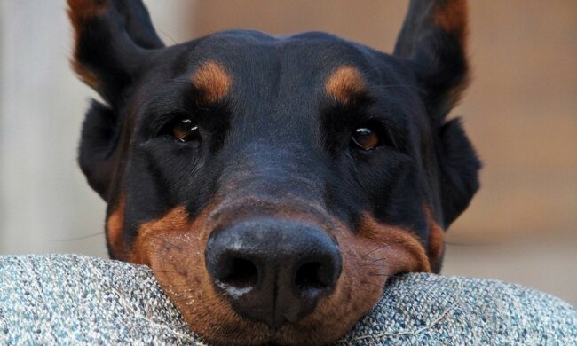 Im Wald fanden die Menschen einen mageren Dobermann, der ins Auto sprang und nicht mehr gehen wollte