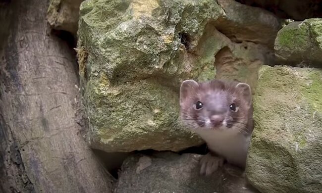 Süßes Tierchen. Quelle: Youtube Screenshot