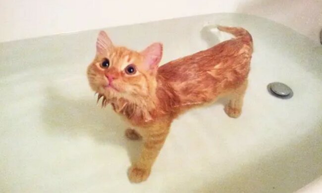 Sie möchten auch sauber sein: Tiere, die sich zum Baden entschlossen haben