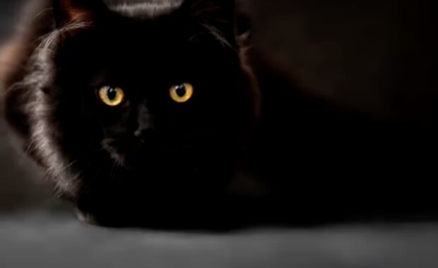 Schwarze Katze. Quelle: Screenshot YouTube