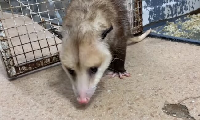 Ein Opussum. Quelle: Screenshot YouTube