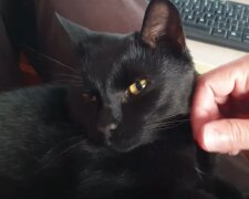 Schwarze Katze. Quelle: Screenshot Youtube