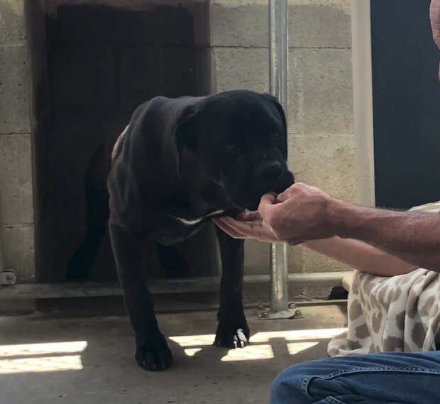 Die Hunde waren in den Bergen verschollen und verwildert, aber gute Menschen kamen ihnen zu Hilfe