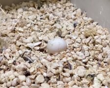 Ein Mann hat 20 Tage lang ein verlassenes Ei "ausgebrütet": Jetzt lebt ein echter Schönling bei ihm