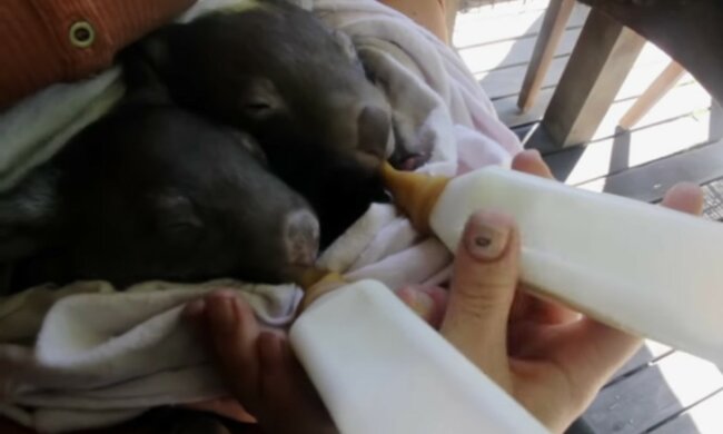 Wombat. Quelle: Youtube Screenshot
