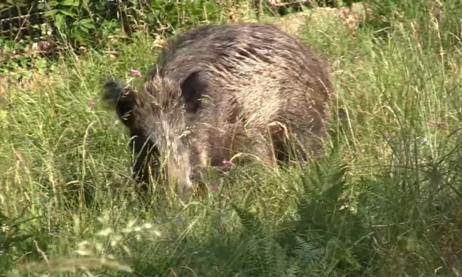 Wildschwein. Quelle: Youtube Screenshot