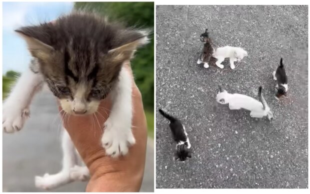 Kätzchen, die Hilfe brauchten. Quelle: Screenshot Youtube