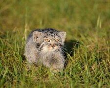 Das Kätzchen Manul wurde von Menschen beherbergt und wuchs in einer menschlichen Familie auf