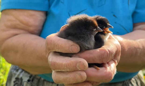 Landwirt kümmert sich liebevoll um zwei kleine Küken. Quelle: Youtube Screnshot