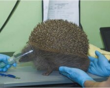 Es wurde bekannt, warum ein Igel nicht aus dem Wald genommen werden sollte