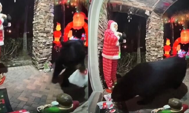 Der Bär. Quelle: dailymail.co.uk