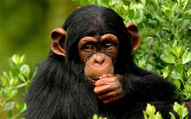 Schimpanse. Quelle: Screenshot Youtube
