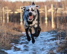 “Oreo-Gebäck”: Der Hund änderte nach seiner Krankheit seine Farbe