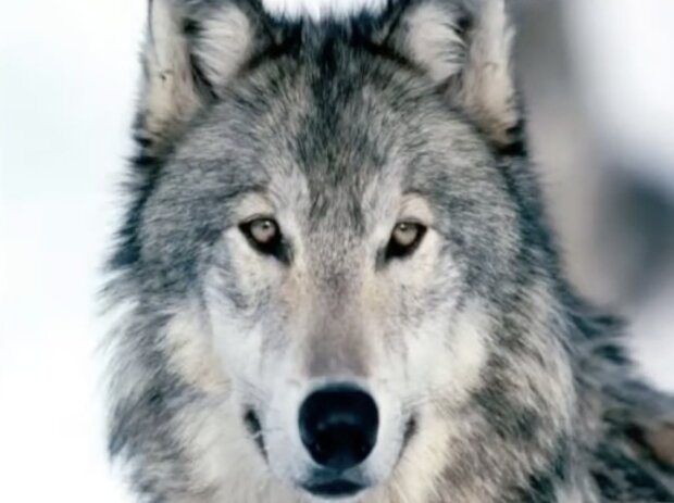 Wolf. Quelle: Screenshot YouTube