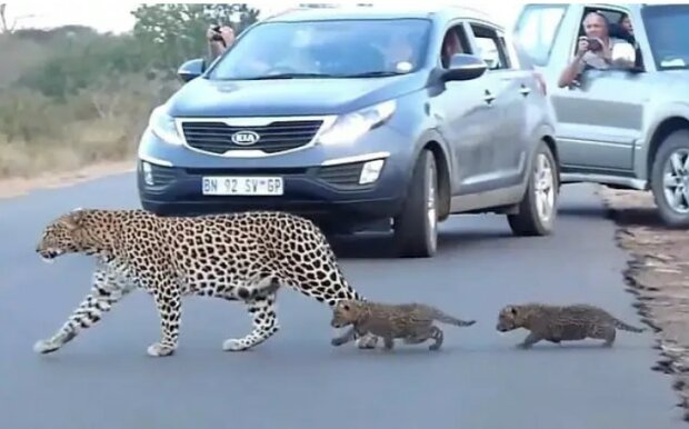 Eine Leopardin bewegt ihre Kätzchen vor Menschen über die Straße