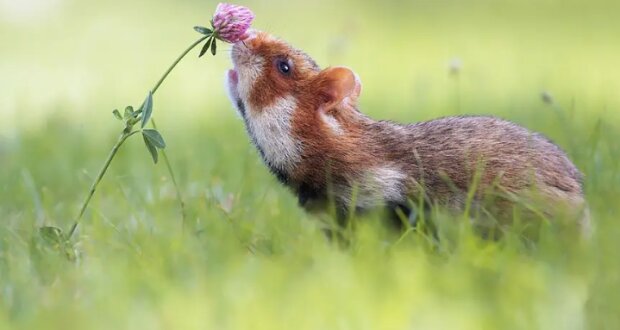 Naturnah: Tiere, die den Duft von Blumen genießen