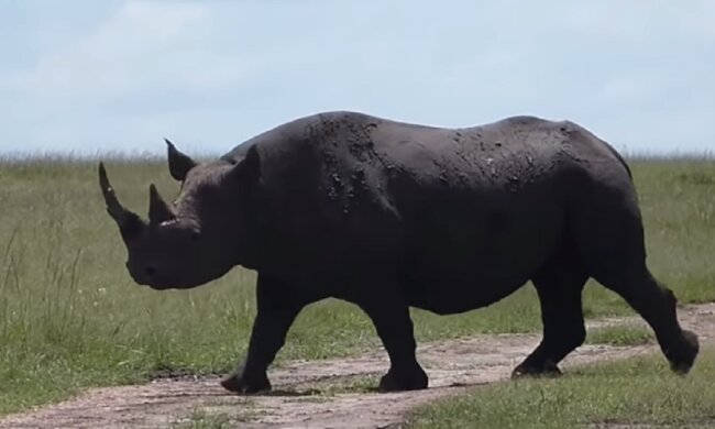 Das Nashorn hat das Zebra im Stich nicht gelassen und es aus dem Schlamm gezogen