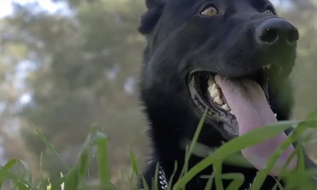 Hund. Quelle: Screenshot YouTube