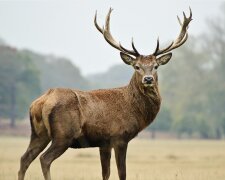 "Ich habe nur ihn": Ein wilder Hirsch hat eine Frau, die ihren Mann verloren hat, vor der Einsamkeit gerettet