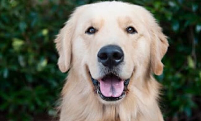 Retrieverin Louboutin liebt es, mit Fremden zu schmusen. Und sie können ihr nicht widerstehen