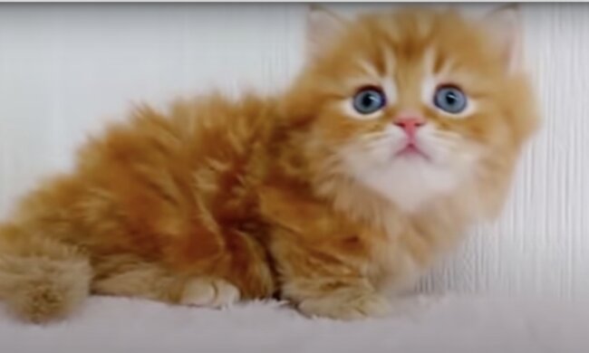 Kätzchen. Quelle: Screenshot YouTube