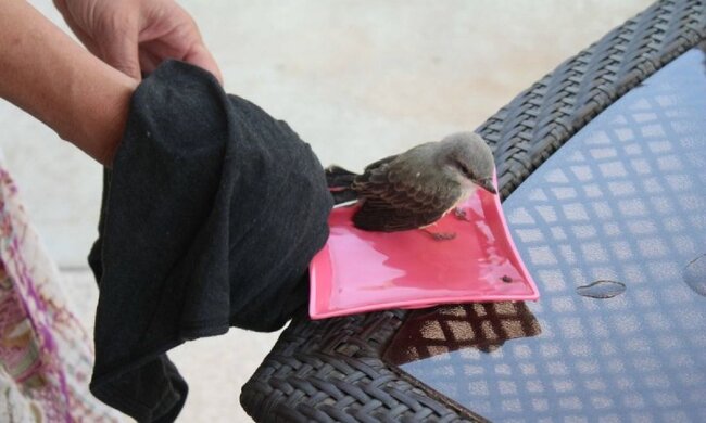 Sie ließen ihn nicht im Stich : Fürsorgliche Menschen konnten einen Spatz retten, der Hilfe brauchte