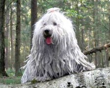 Puli: eine Hunderasse, die Dreadlocks anstelle von Haaren hat