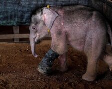 Freunde lassen nicht im Stich: Ein in einer Falle gefangenes Elefantenbaby lernt wieder laufen