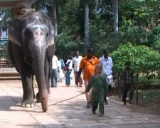 Kleiner Elefant rettete ein achtjähriges Mädchen: 12 Jahre später dankte ihm das Mädchen