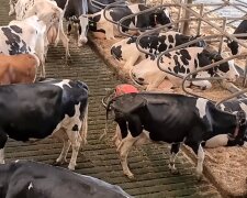 „Ich halte Kühe und komme mit den Steuern kaum noch klar“: Landwirt über die heutige finanzielle Situation