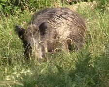 Wildschwein. Quelle: Youtube Screenshot