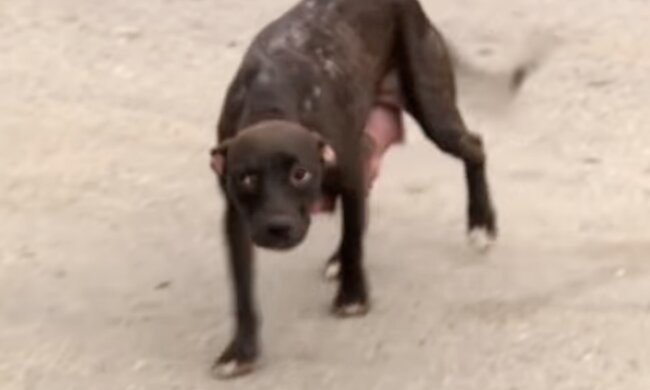 Pitbull-Mutter. Quelle: Screenshot YouTube