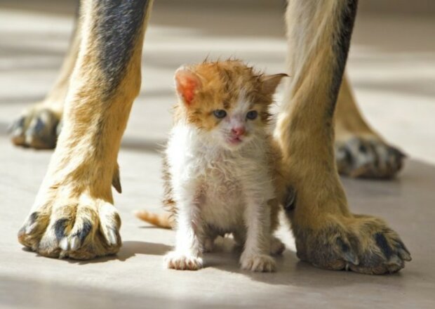 Der Haushund "überredete" ein obdachloses Kätzchen, zu ihm nach Hause zu gehen, weil seine Besitzer nett sind und eine Katze gern adoptieren