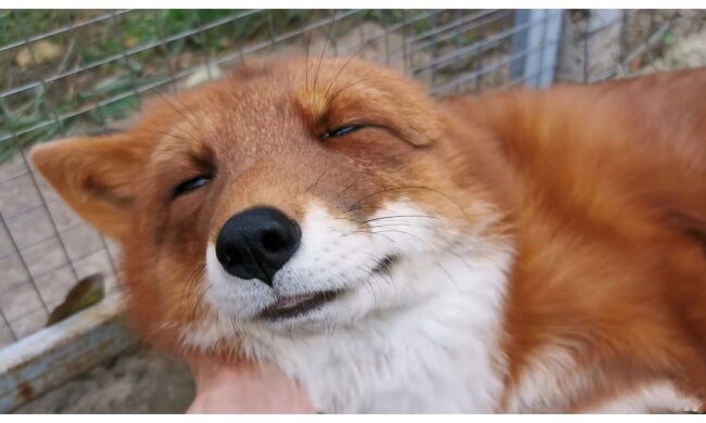 Fuchs. Quelle: Screenshot YouTube