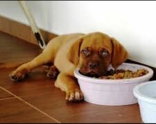 “Wichtige Signale“: Warum ein Hund sich weigert zu fressen