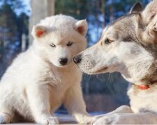 Hundehütte mit einem Geheimnis: Der Besitzer verstand nicht, warum sein Hund in der Hundehütte nicht schlief, wenn es draußen kalt war